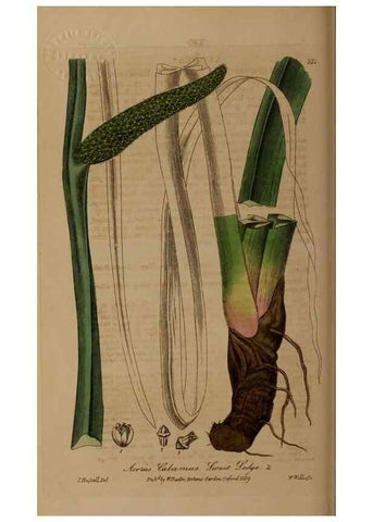 Reproducción/Reproduction 49787603688: British phaenogamous botany,. Oxford,Published by the author, sold by J.H. Parker [etc.]1834-43.. 