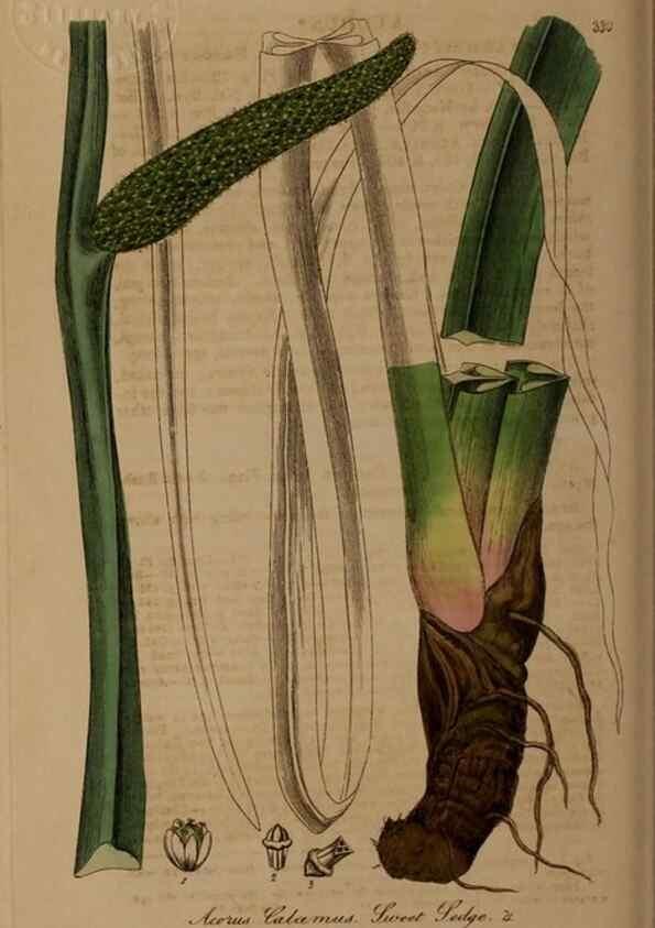 Reproducción/Reproduction 49787603688: British phaenogamous botany,. Oxford,Published by the author, sold by J.H. Parker [etc.]1834-43.. 