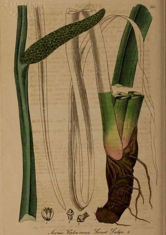 Reproducción/Reproduction 49787603688: British phaenogamous botany,. Oxford,Published by the author, sold by J.H. Parker [etc.]1834-43.. 