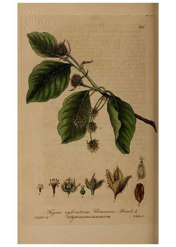 Reproducción/Reproduction 49787603793: British phaenogamous botany,. Oxford,Published by the author, sold by J.H. Parker [etc.]1834-43.. 