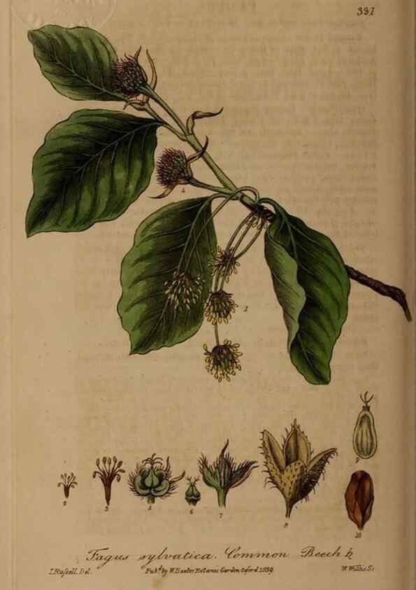 Reproducción/Reproduction 49787603793: British phaenogamous botany,. Oxford,Published by the author, sold by J.H. Parker [etc.]1834-43.. 