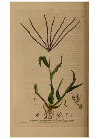 Reproducción/Reproduction 49788144386: British phaenogamous botany,. Oxford,Published by the author, sold by J.H. Parker [etc.]1834-43.. 