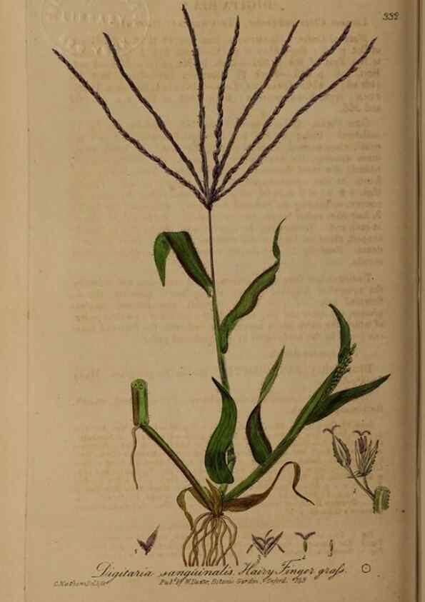 Reproducción/Reproduction 49788144386: British phaenogamous botany,. Oxford,Published by the author, sold by J.H. Parker [etc.]1834-43.. 