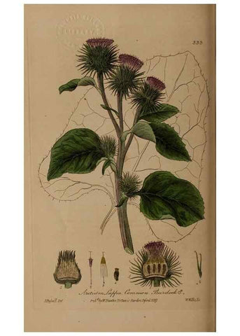 Reproducción/Reproduction 49788464362: British phaenogamous botany,. Oxford,Published by the author, sold by J.H. Parker [etc.]1834-43.. 