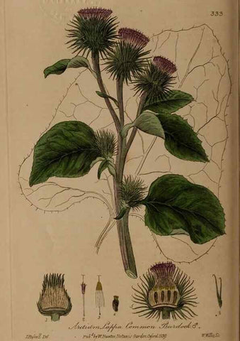 Reproducción/Reproduction 49788464362: British phaenogamous botany,. Oxford,Published by the author, sold by J.H. Parker [etc.]1834-43.. 