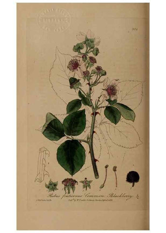 Reproducción/Reproduction 49787604418: British phaenogamous botany,. Oxford,Published by the author, sold by J.H. Parker [etc.]1834-43.. 