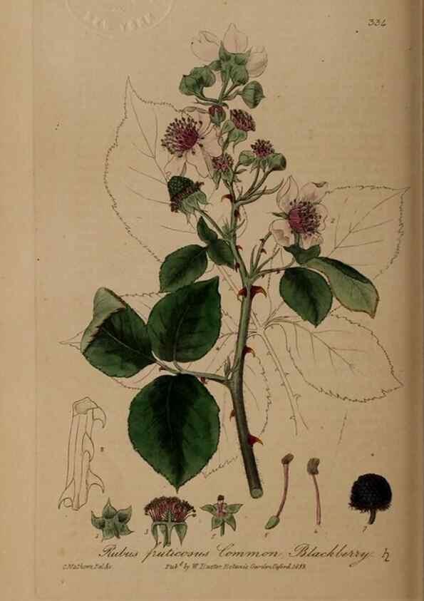 Reproducción/Reproduction 49787604418: British phaenogamous botany,. Oxford,Published by the author, sold by J.H. Parker [etc.]1834-43.. 