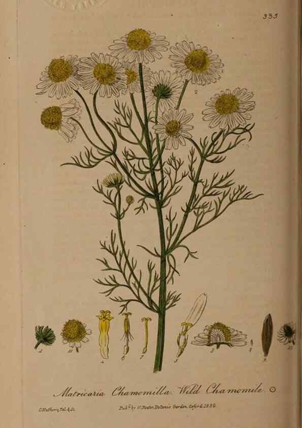 Reproducción/Reproduction 49787604583: British phaenogamous botany,. Oxford,Published by the author, sold by J.H. Parker [etc.]1834-43.. 