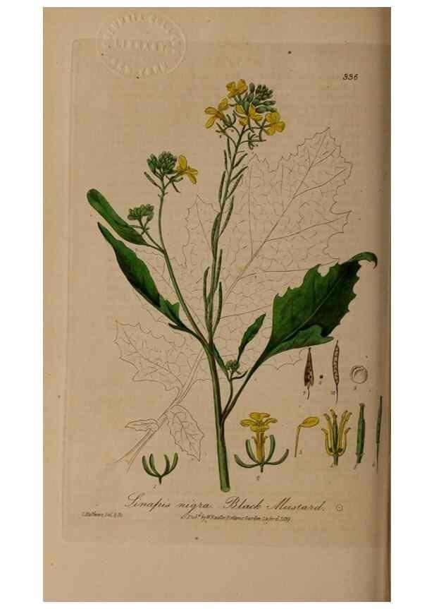 Reproducción/Reproduction 49788145261: British phaenogamous botany,. Oxford,Published by the author, sold by J.H. Parker [etc.]1834-43.. 
