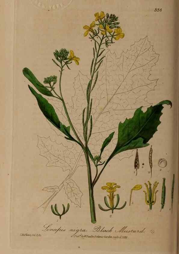 Reproducción/Reproduction 49788145261: British phaenogamous botany,. Oxford,Published by the author, sold by J.H. Parker [etc.]1834-43.. 
