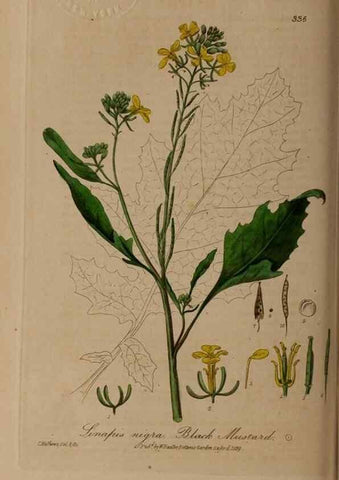 Reproducción/Reproduction 49788145261: British phaenogamous botany,. Oxford,Published by the author, sold by J.H. Parker [etc.]1834-43.. 