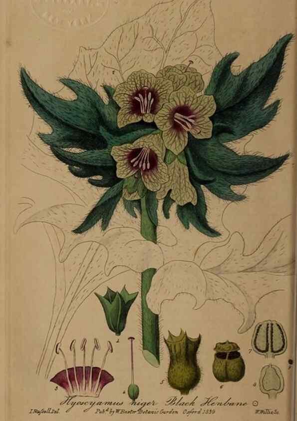 Reproducción/Reproduction 49788142341: British phaenogamous botany,. Oxford,Published by the author, sold by J.H. Parker [etc.]1834-43.. 