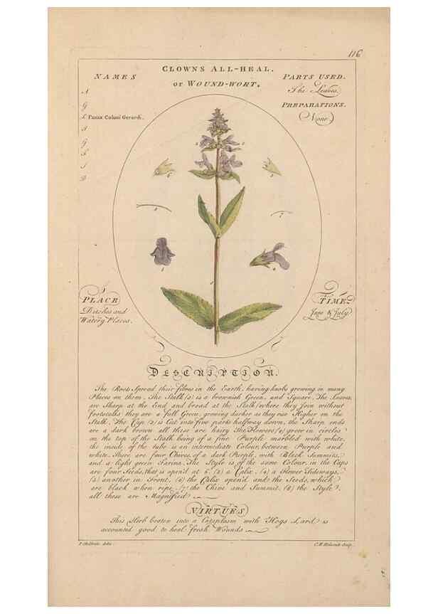 Reproducción/Reproduction 49788086586: Botanicum medicinale :. London :Printed for J. Millan, opposite the Admiralty, Whitehall,[1768?]. 