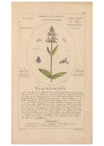 Reproducción/Reproduction 49788086586: Botanicum medicinale :. London :Printed for J. Millan, opposite the Admiralty, Whitehall,[1768?]. 