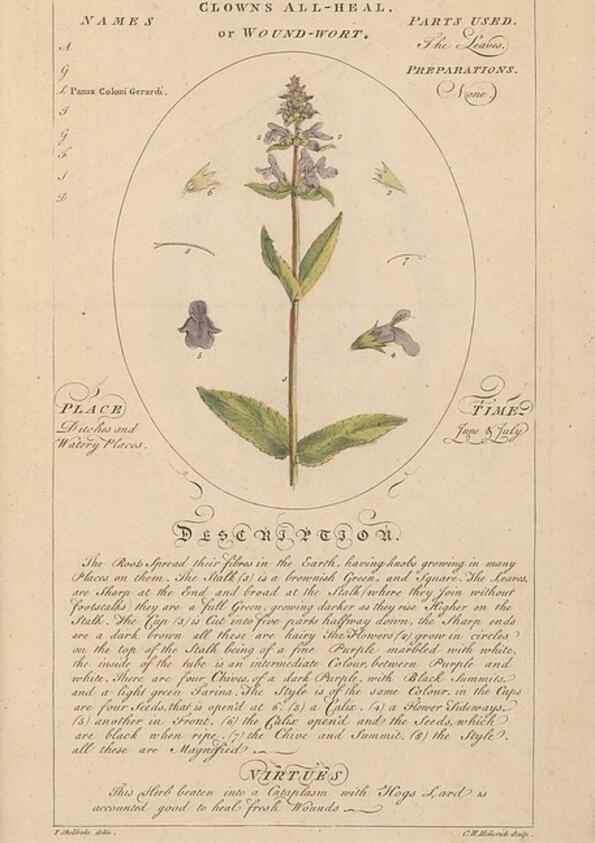 Reproducción/Reproduction 49788086586: Botanicum medicinale :. London :Printed for J. Millan, opposite the Admiralty, Whitehall,[1768?]. 