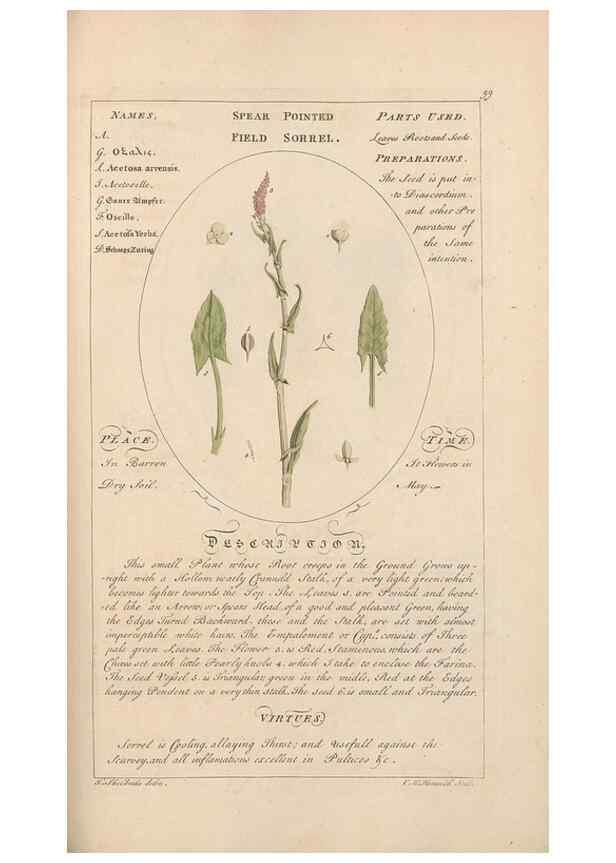 Reproducción/Reproduction 49788083526: Botanicum medicinale :. London :Printed for J. Millan, opposite the Admiralty, Whitehall,[1768?]. 
