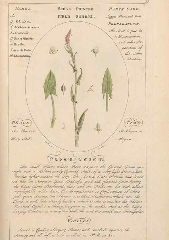 Reproducción/Reproduction 49788083526: Botanicum medicinale :. London :Printed for J. Millan, opposite the Admiralty, Whitehall,[1768?]. 