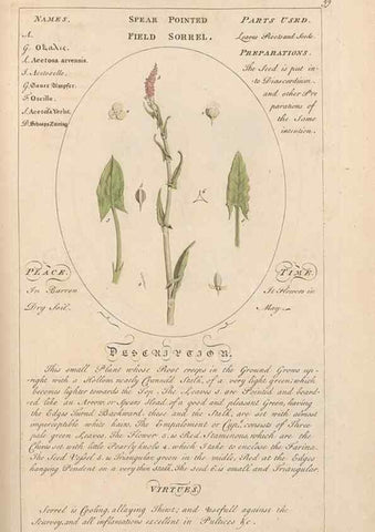 Reproducción/Reproduction 49788083526: Botanicum medicinale :. London :Printed for J. Millan, opposite the Admiralty, Whitehall,[1768?]. 