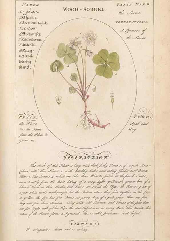 Reproducción/Reproduction 49788083776: Botanicum medicinale :. London :Printed for J. Millan, opposite the Admiralty, Whitehall,[1768?]. 