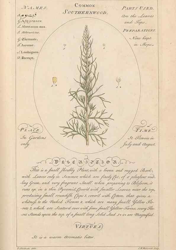 Reproducción/Reproduction 49787543333: Botanicum medicinale :. London :Printed for J. Millan, opposite the Admiralty, Whitehall,[1768?]. 