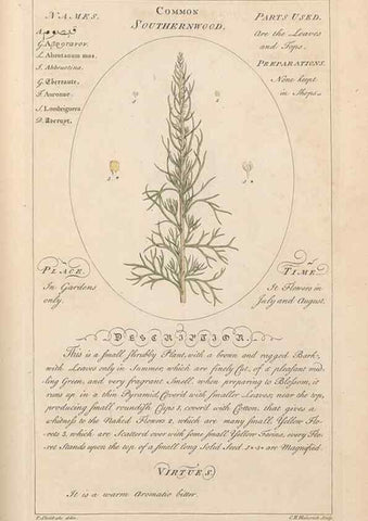 Reproducción/Reproduction 49787543333: Botanicum medicinale :. London :Printed for J. Millan, opposite the Admiralty, Whitehall,[1768?]. 