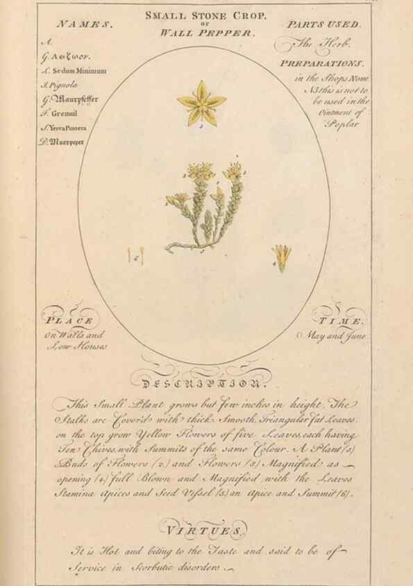 Reproducción/Reproduction 49788084106: Botanicum medicinale :. London :Printed for J. Millan, opposite the Admiralty, Whitehall,[1768?]. 
