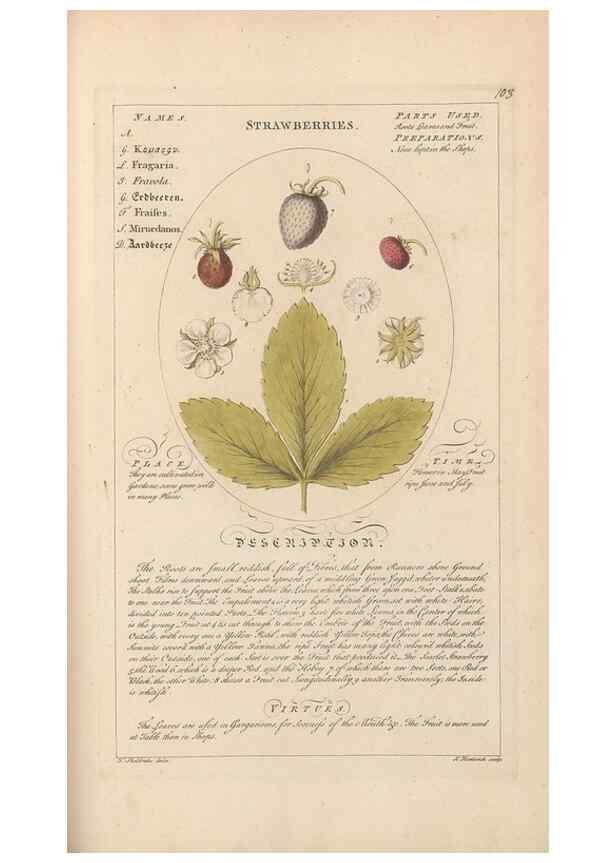 Reproducción/Reproduction 49787543633: Botanicum medicinale :. London :Printed for J. Millan, opposite the Admiralty, Whitehall,[1768?]. 