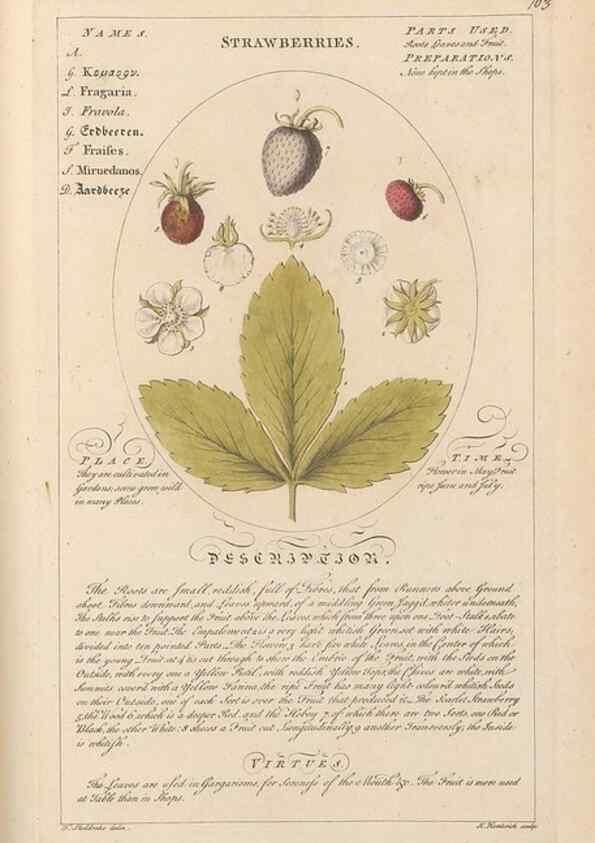 Reproducción/Reproduction 49787543633: Botanicum medicinale :. London :Printed for J. Millan, opposite the Admiralty, Whitehall,[1768?]. 