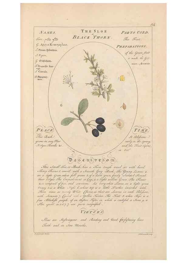 Reproducción/Reproduction 49787543838: Botanicum medicinale :. London :Printed for J. Millan, opposite the Admiralty, Whitehall,[1768?]. 