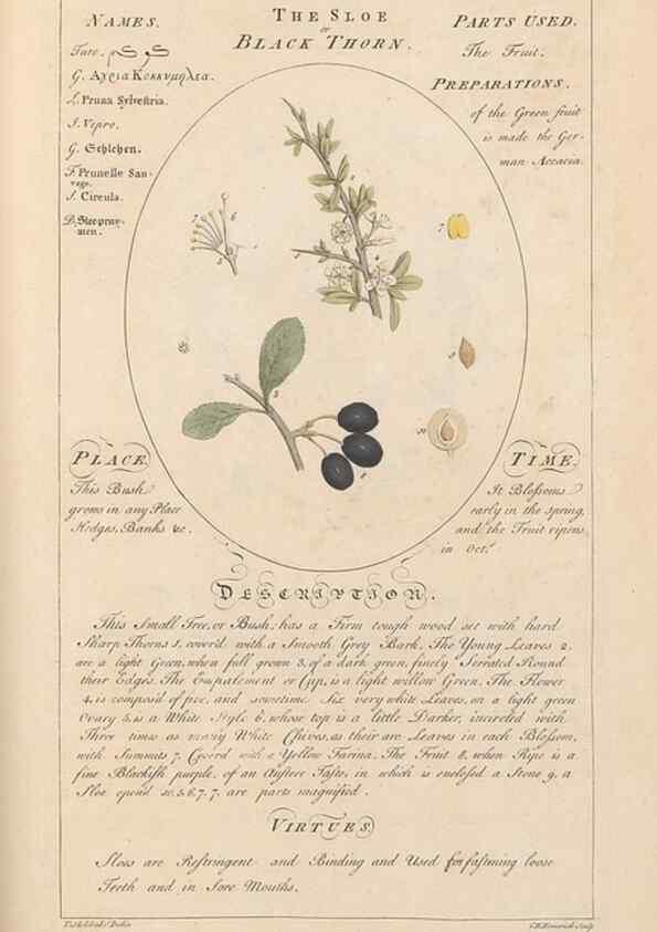 Reproducción/Reproduction 49787543838: Botanicum medicinale :. London :Printed for J. Millan, opposite the Admiralty, Whitehall,[1768?]. 
