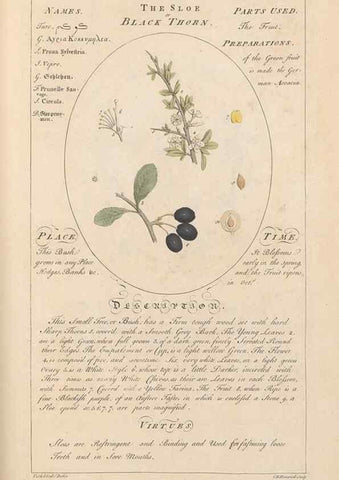 Reproducción/Reproduction 49787543838: Botanicum medicinale :. London :Printed for J. Millan, opposite the Admiralty, Whitehall,[1768?]. 