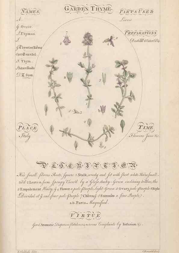 Reproducción/Reproduction 49787544018: Botanicum medicinale :. London :Printed for J. Millan, opposite the Admiralty, Whitehall,[1768?]. 