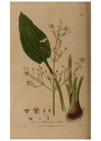 Reproducción/Reproduction 49788465107: British phaenogamous botany,. Oxford,Published by the author, sold by J.H. Parker [etc.]1834-43.. 