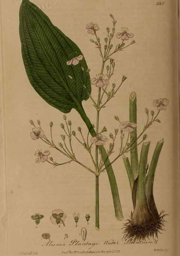 Reproducción/Reproduction 49788465107: British phaenogamous botany,. Oxford,Published by the author, sold by J.H. Parker [etc.]1834-43.. 
