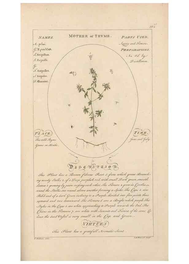 Reproducción/Reproduction 49788084821: Botanicum medicinale :. London :Printed for J. Millan, opposite the Admiralty, Whitehall,[1768?]. 