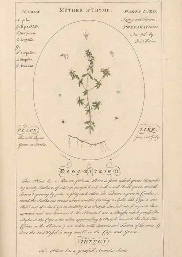 Reproducción/Reproduction 49788084821: Botanicum medicinale :. London :Printed for J. Millan, opposite the Admiralty, Whitehall,[1768?]. 