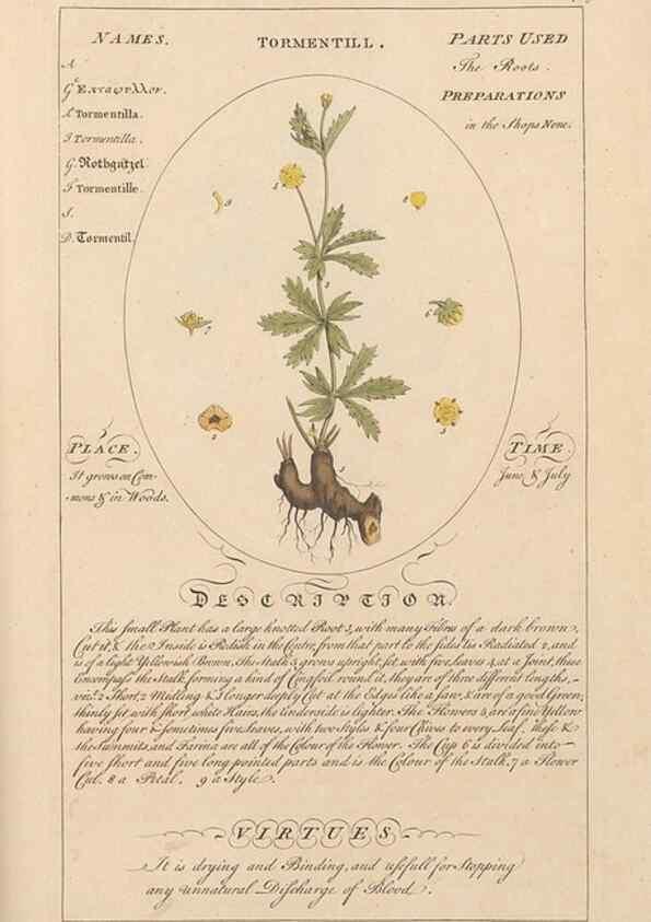 Reproducción/Reproduction 49787544568: Botanicum medicinale :. London :Printed for J. Millan, opposite the Admiralty, Whitehall,[1768?]. 