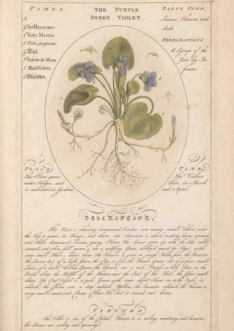 Reproducción/Reproduction 49787544768: Botanicum medicinale :. London :Printed for J. Millan, opposite the Admiralty, Whitehall,[1768?]. 