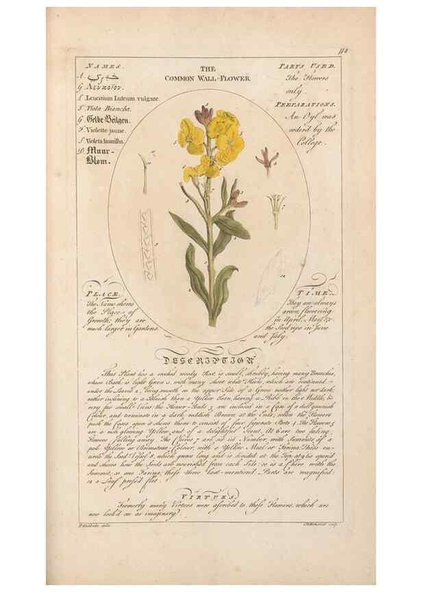 Reproducción/Reproduction 49787544913: Botanicum medicinale :. London :Printed for J. Millan, opposite the Admiralty, Whitehall,[1768?]. 