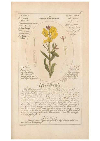 Reproducción/Reproduction 49787544913: Botanicum medicinale :. London :Printed for J. Millan, opposite the Admiralty, Whitehall,[1768?]. 