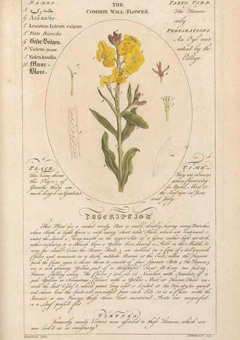 Reproducción/Reproduction 49787544913: Botanicum medicinale :. London :Printed for J. Millan, opposite the Admiralty, Whitehall,[1768?]. 