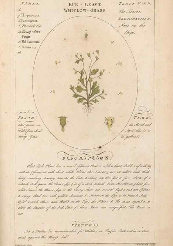 Reproducción/Reproduction 49788406012: Botanicum medicinale :. London :Printed for J. Millan, opposite the Admiralty, Whitehall,[1768?]. 
