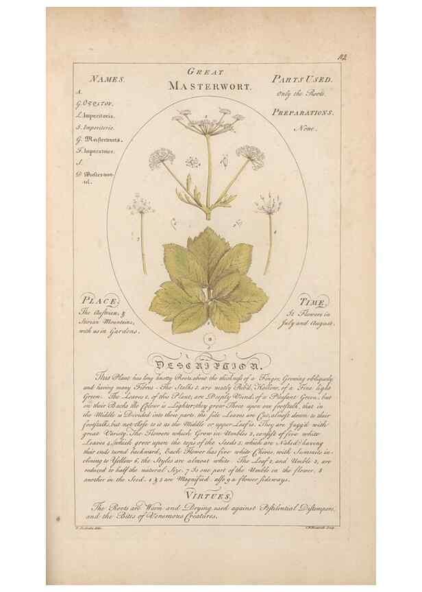 Reproducción/Reproduction 49788406162: Botanicum medicinale :. London :Printed for J. Millan, opposite the Admiralty, Whitehall,[1768?]. 
