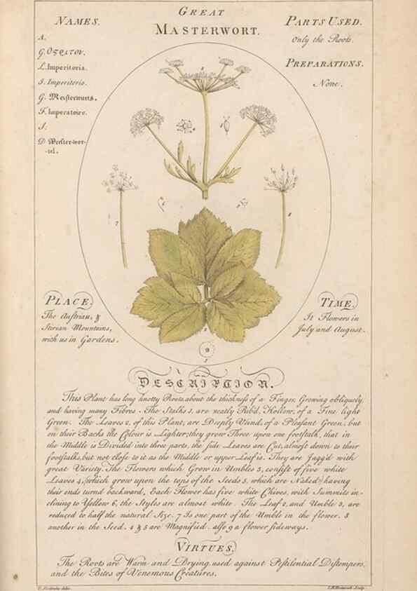 Reproducción/Reproduction 49788406162: Botanicum medicinale :. London :Printed for J. Millan, opposite the Admiralty, Whitehall,[1768?]. 