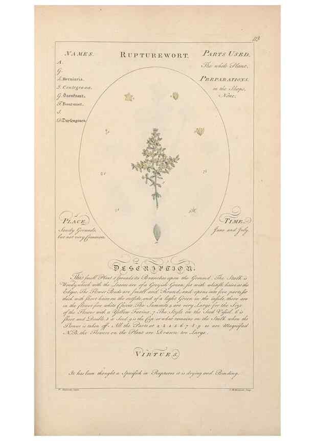Reproducción/Reproduction 49788406327: Botanicum medicinale :. London :Printed for J. Millan, opposite the Admiralty, Whitehall,[1768?]. 