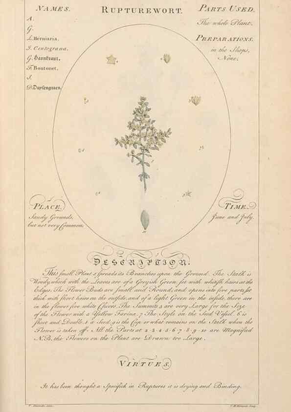 Reproducción/Reproduction 49788406327: Botanicum medicinale :. London :Printed for J. Millan, opposite the Admiralty, Whitehall,[1768?]. 