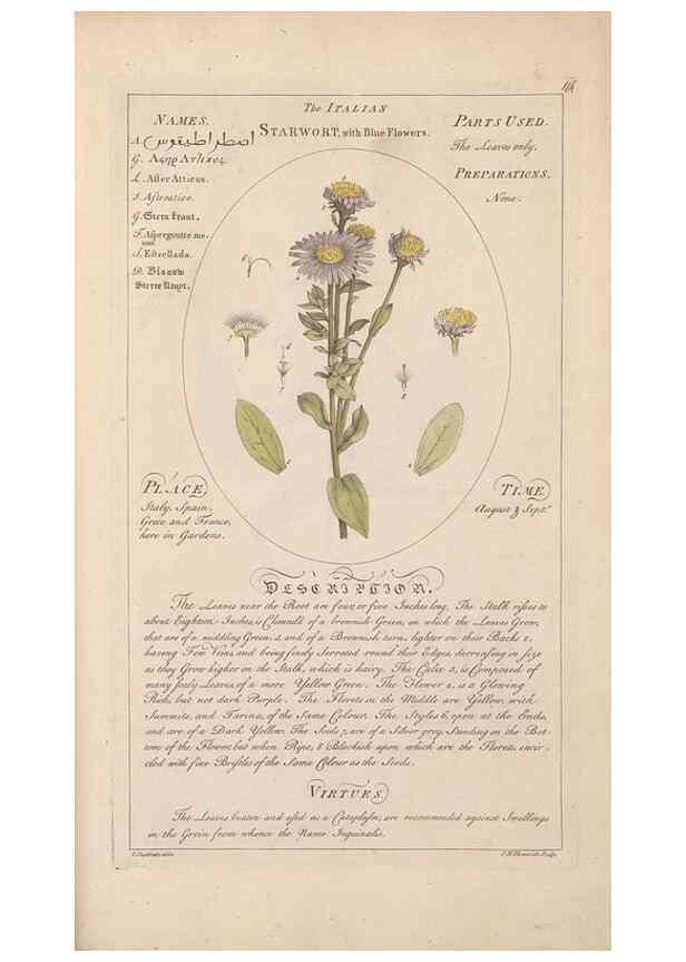 Reproducción/Reproduction 49787545528: Botanicum medicinale :. London :Printed for J. Millan, opposite the Admiralty, Whitehall,[1768?]. 