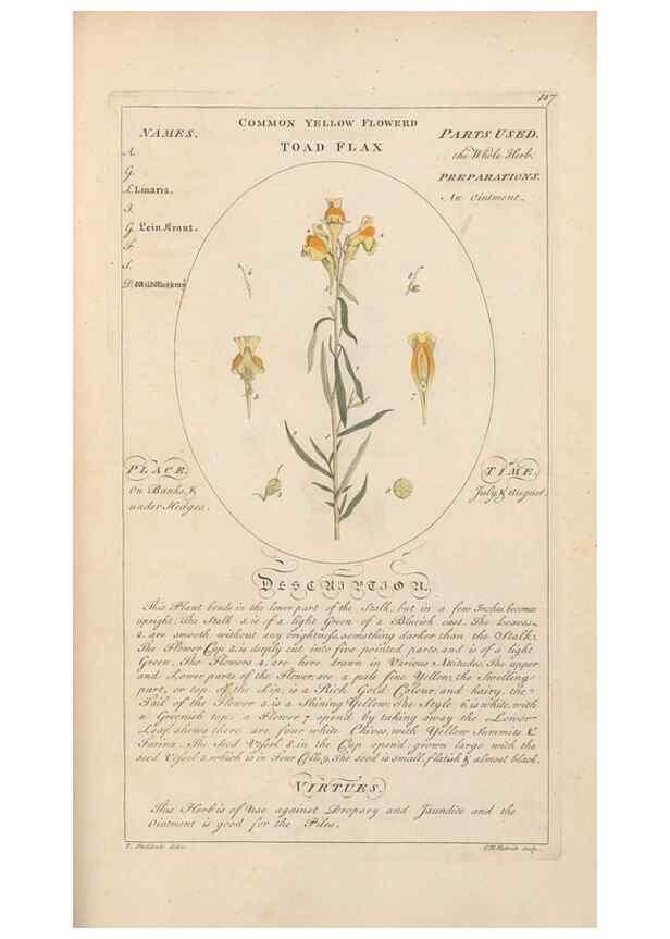 Reproducción/Reproduction 49788085036: Botanicum medicinale :. London :Printed for J. Millan, opposite the Admiralty, Whitehall,[1768?]. 