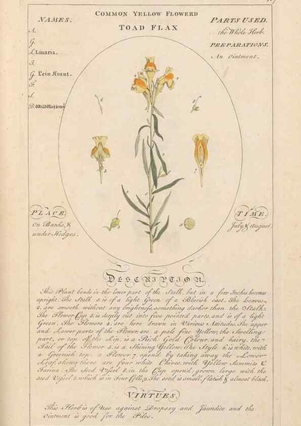 Reproducción/Reproduction 49788085036: Botanicum medicinale :. London :Printed for J. Millan, opposite the Admiralty, Whitehall,[1768?]. 