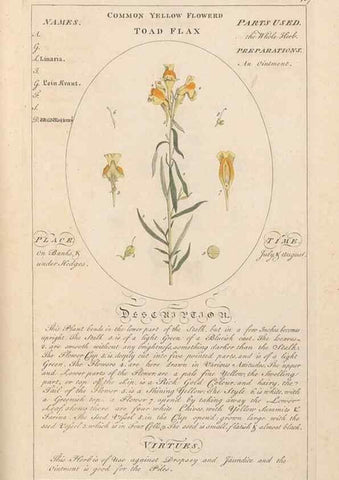 Reproducción/Reproduction 49788085036: Botanicum medicinale :. London :Printed for J. Millan, opposite the Admiralty, Whitehall,[1768?]. 